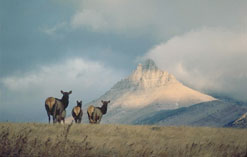 Elk Waterton