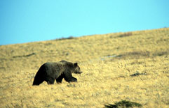 Grizzly Crossing the Prairie.jpg
