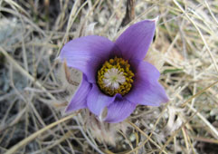 Crocus by Jeff Bectell