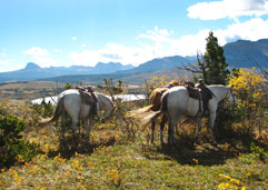 Horses by Kim Pearson