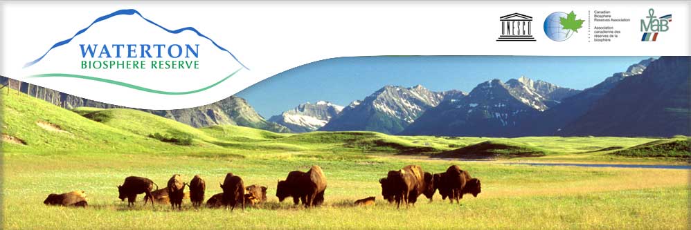 Waterton National Park Buffalo