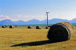 Hay Bales Waterton 